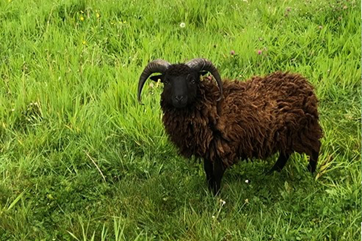 Ecopaturage - photo de moutons