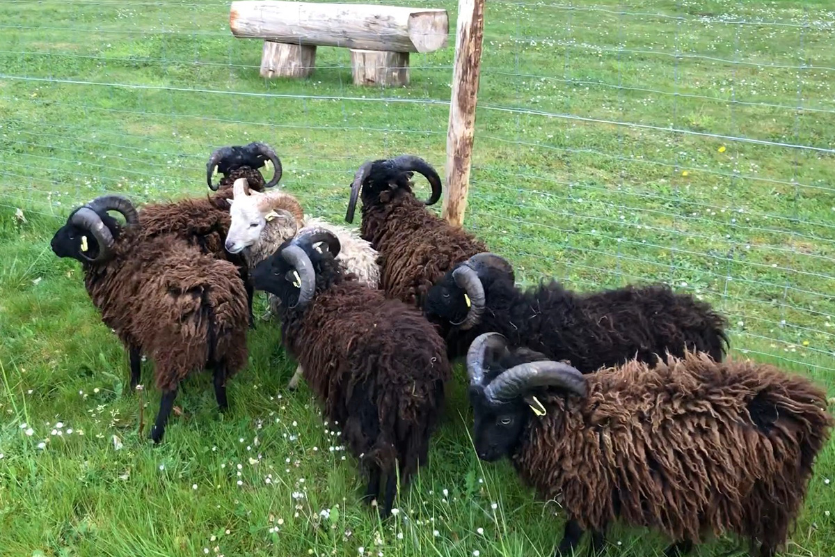 Ecopaturage - photo de moutons