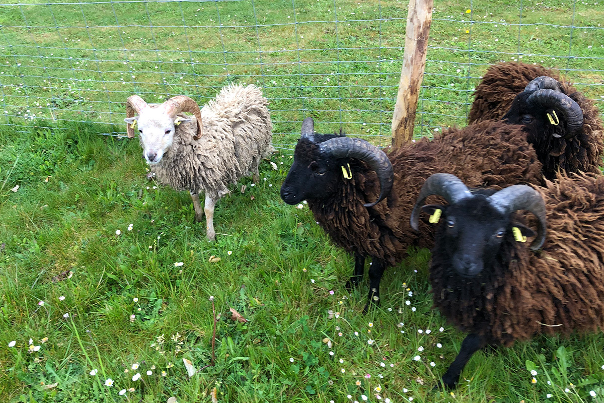 Ecopaturage - photo de moutons
