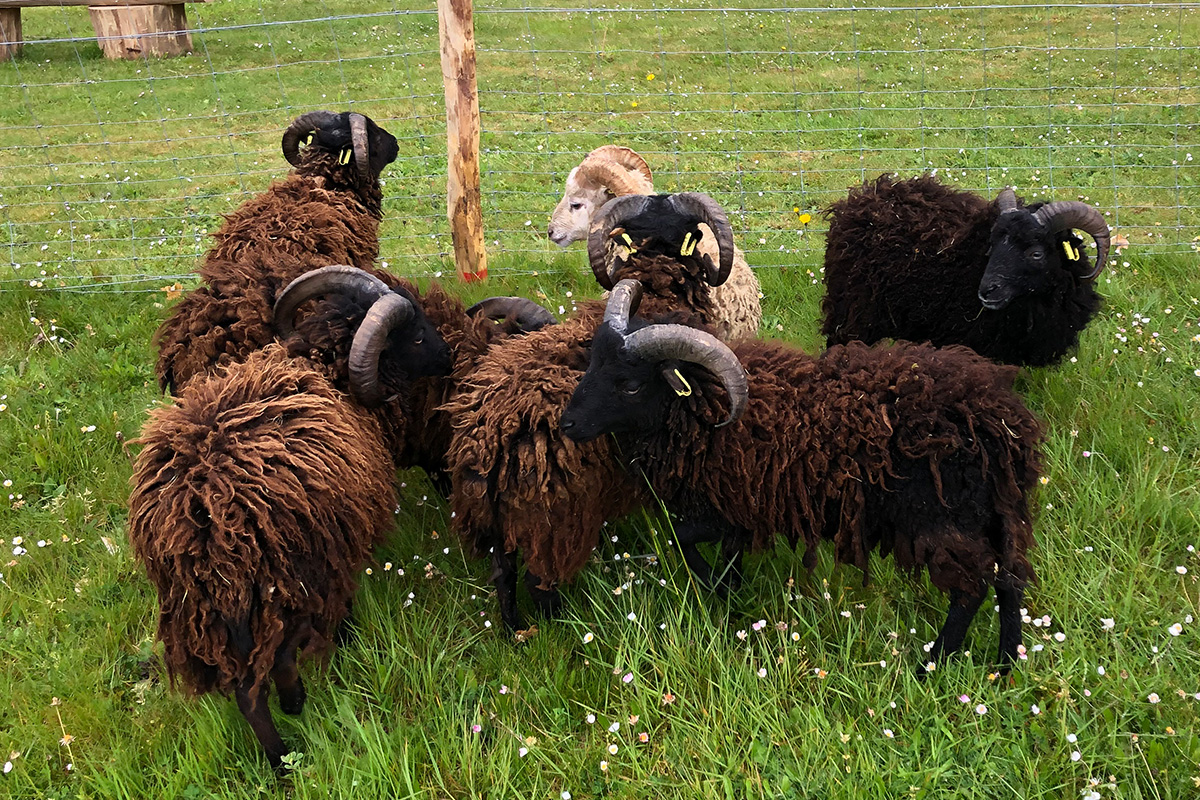 Ecopaturage - photo de moutons