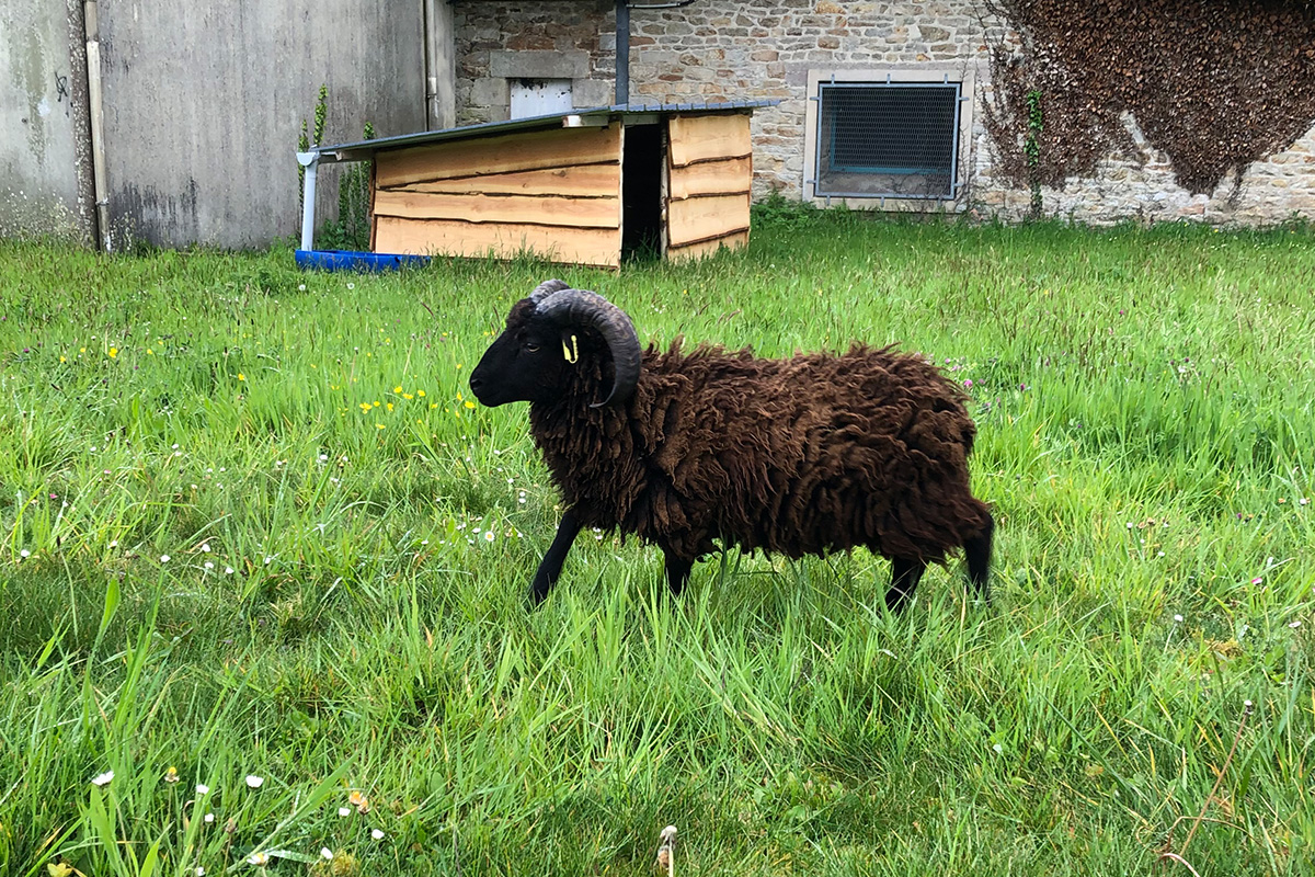 Ecopaturage - photo de moutons