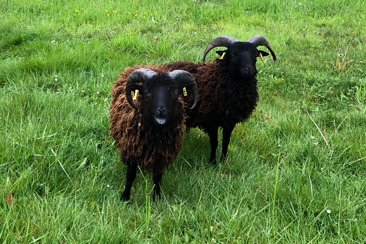 Ecopaturage - photo de moutons