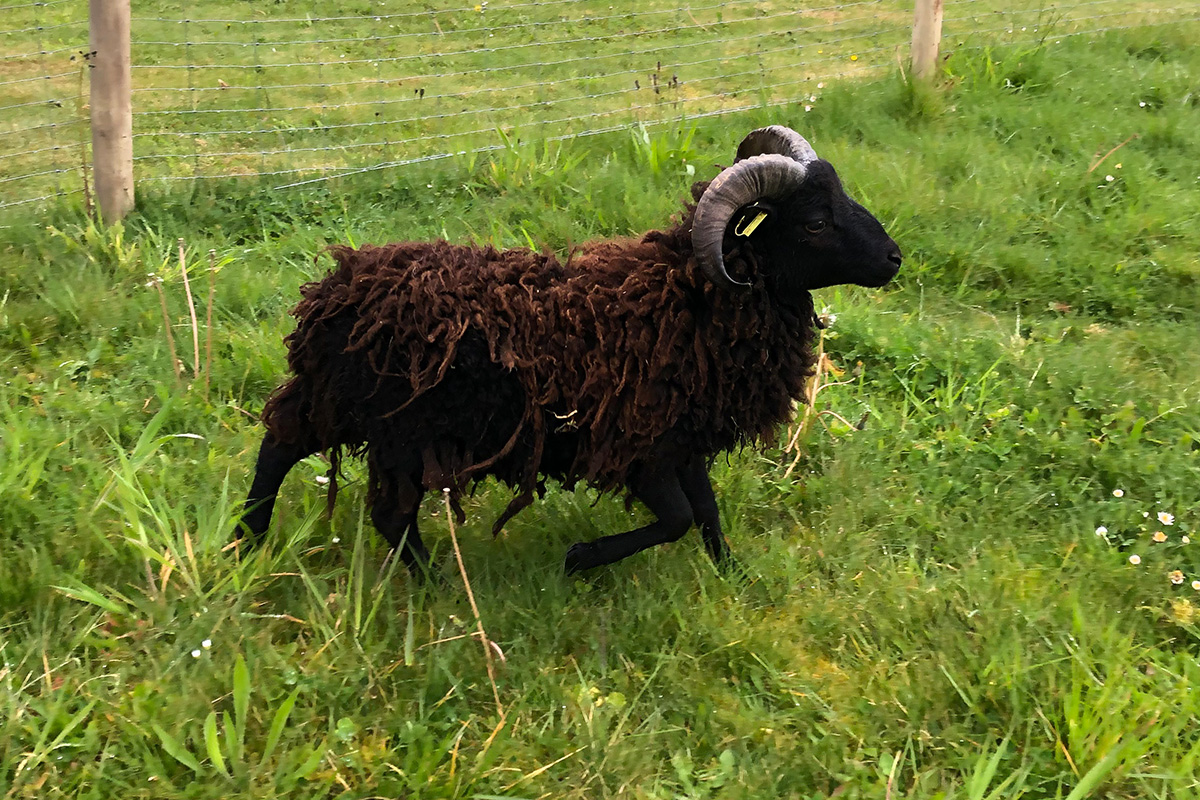Ecopaturage - photo de moutons