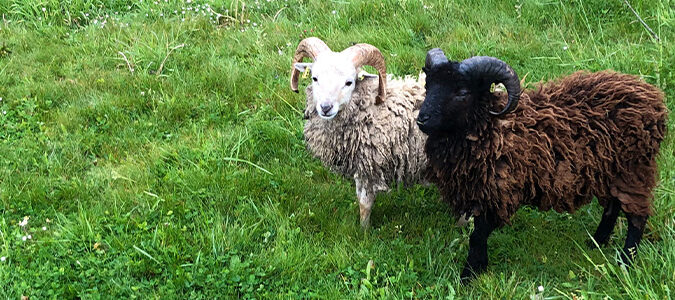Ecopaturage - photo de moutons