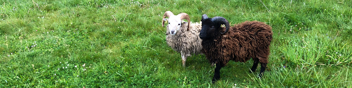 Ecopaturage - photo de moutons